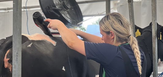 Grooming Your Cattle for the Show
