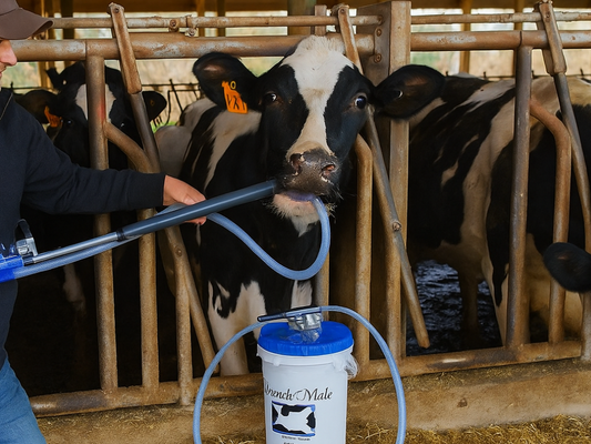 Rehydration and Recovery: Why Proper Fluid Therapy Matters in Cattle