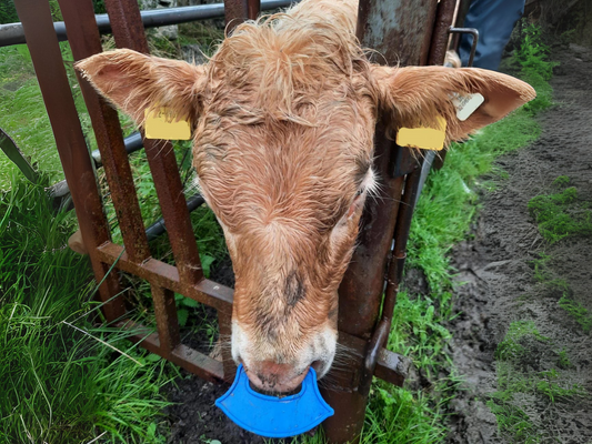 Stress-Free Calf Weaning: A Farmer’s Guide