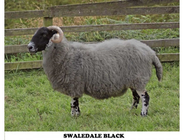 Cheviot Sheep Colouring