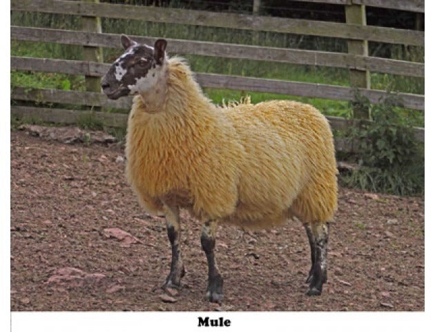 Cheviot Sheep Colouring