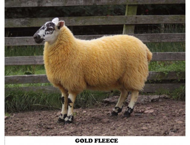 Cheviot Sheep Colouring