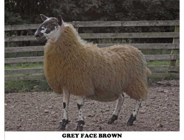 Cheviot Sheep Colouring