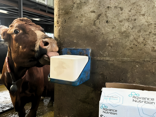 Strong Starts: Why Pre-Calving Mineral Supplementation is the Key to a successful spring