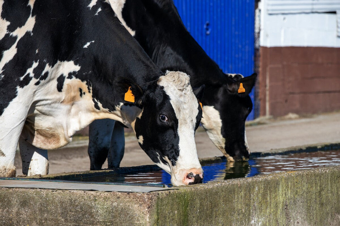 Managing Livestock in High Temperatures