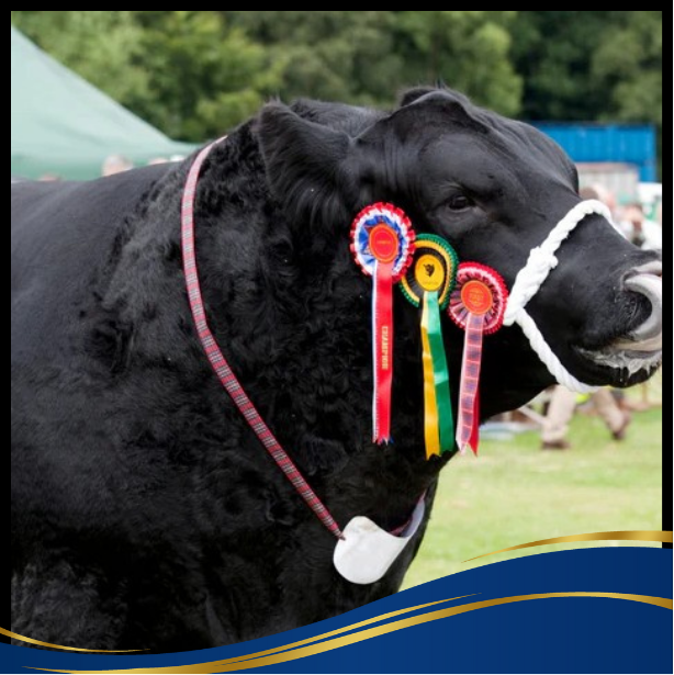 Cattle Collection