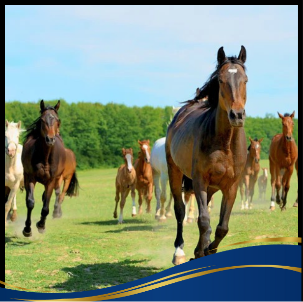 Equine Collection