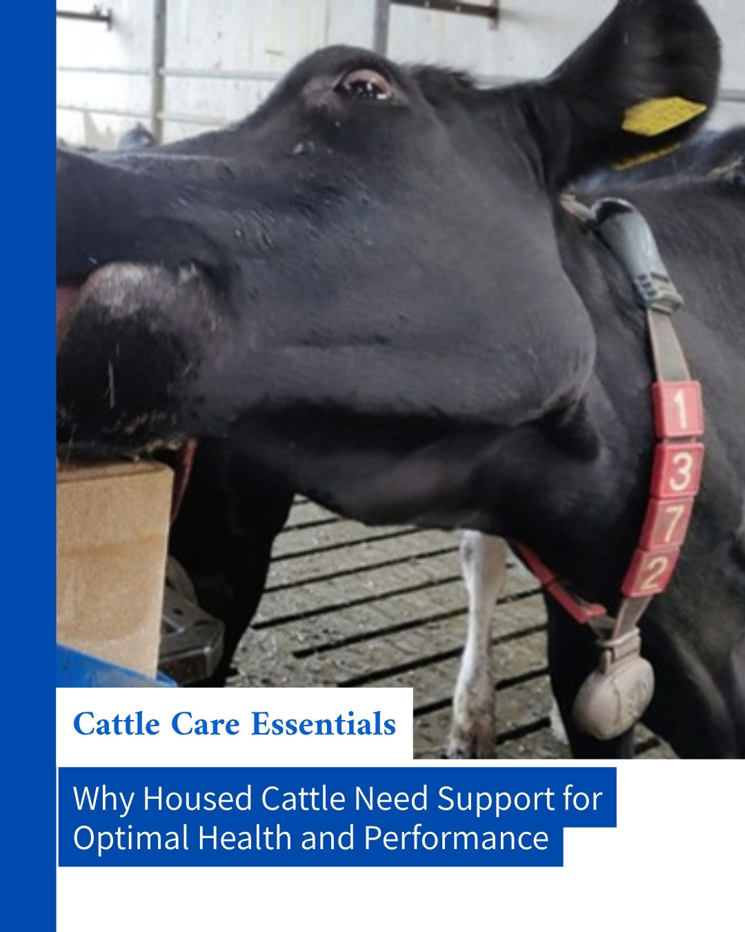 Why housed cattle need support infographic