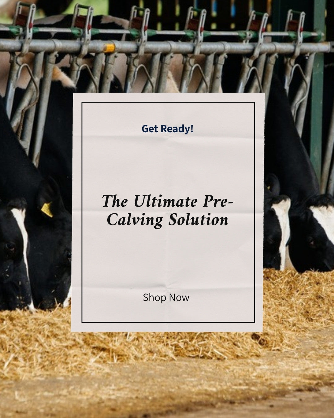 Pre-Calving Herd Pallet: Elite Pre Calver, Himalayan salt licks and PharCal calcium boluses for 50, 100 or 150 cows