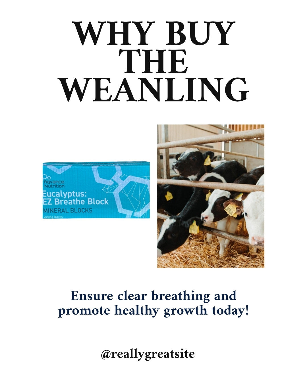 Why buy the Weanling Respiratory Pack