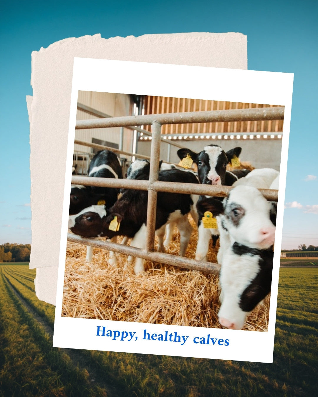 Calving season checklist infographic