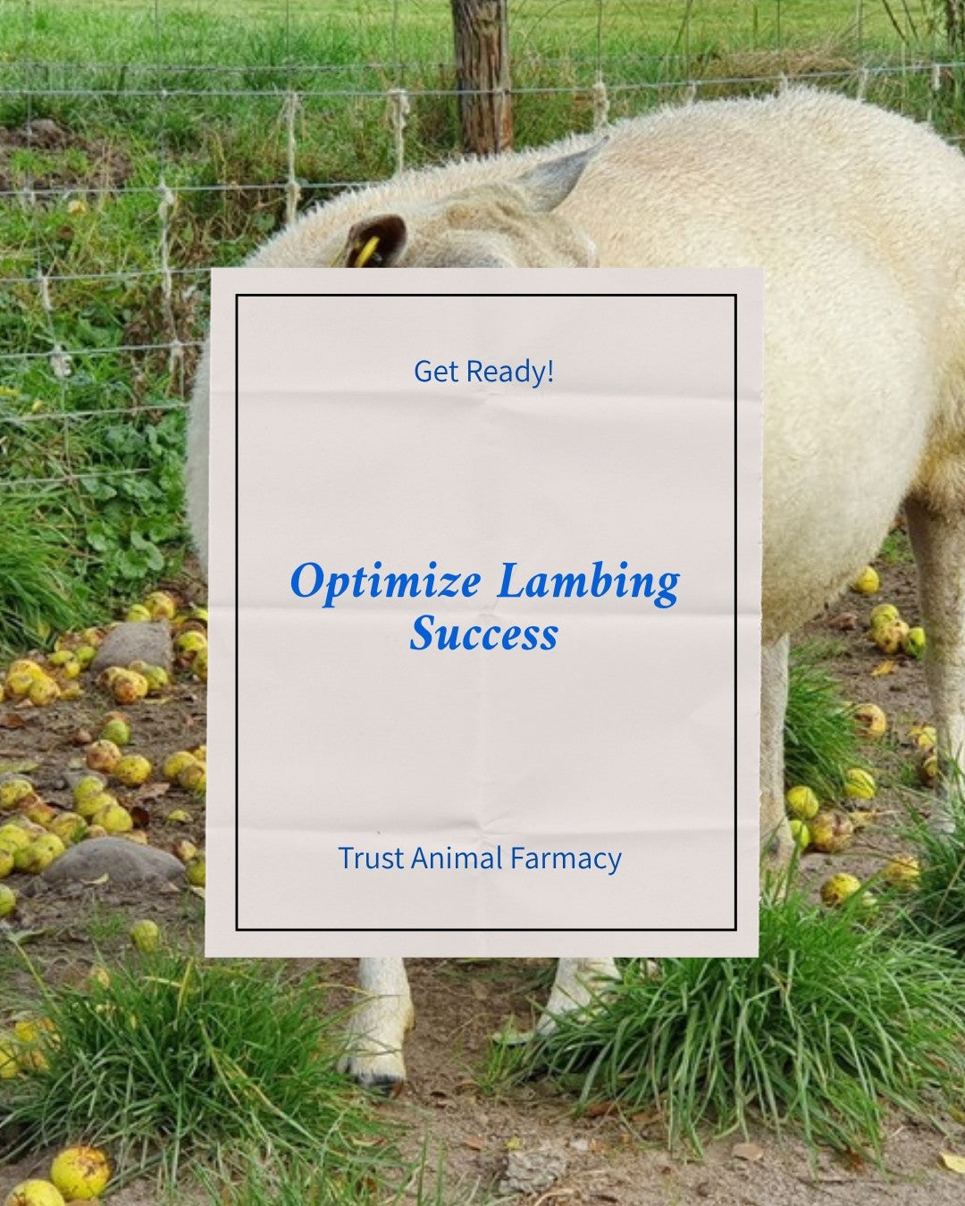 The last 6 weeks before lambing infographic