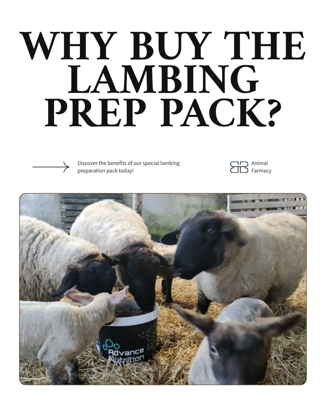 Why buy the Lambing Prep Pack