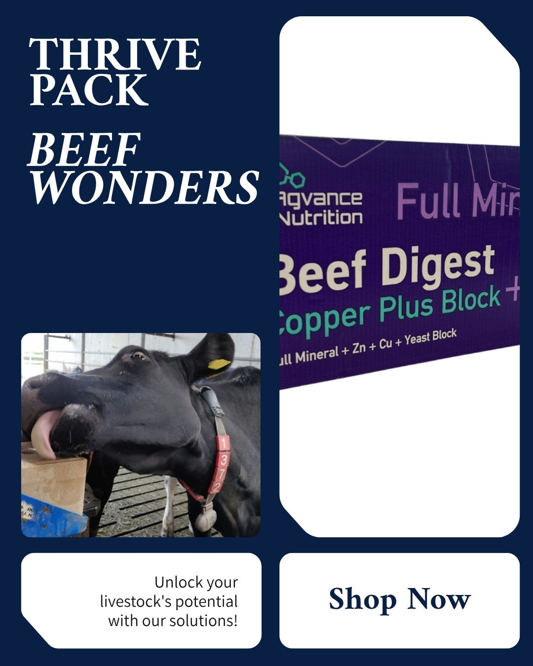 Why buy the Housed Beef Thrive Pack