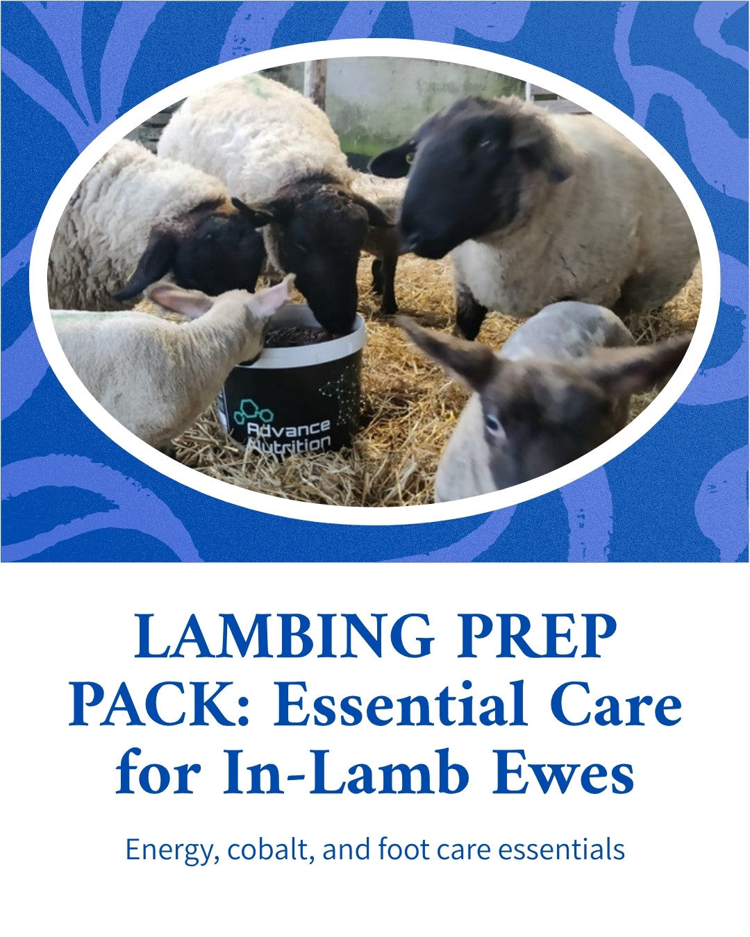 Lambing Prep Pack: what's in the pack