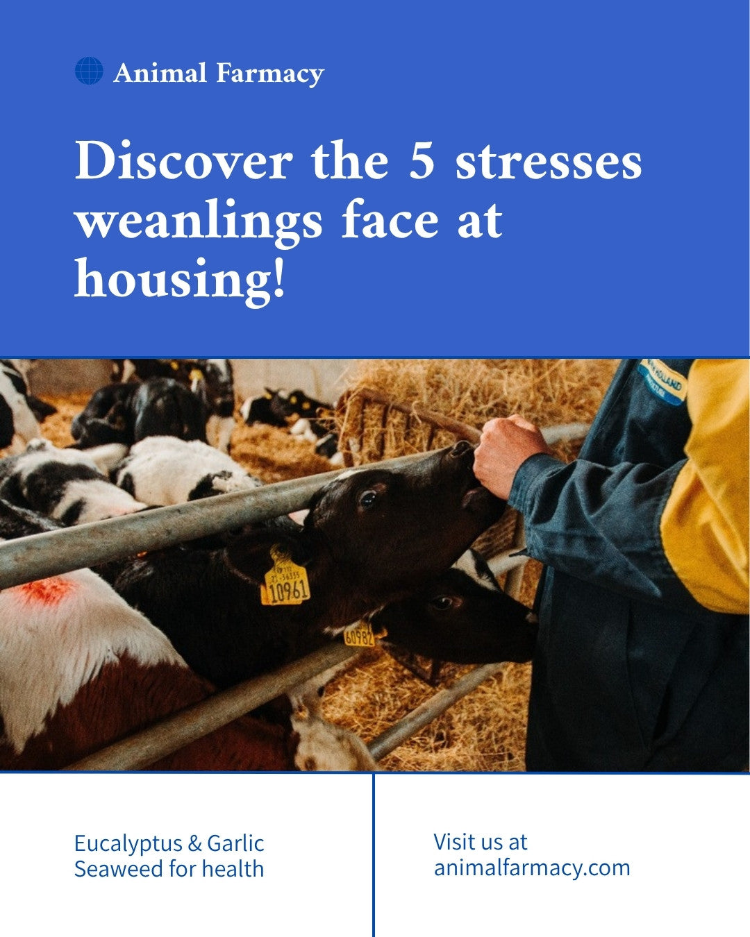 5 stresses weanlings face at housing infographic