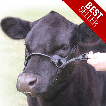 Sullivan's First Class Leather Show Halter