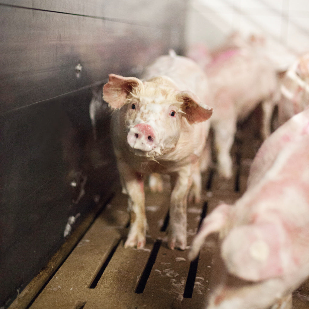 Washing livestock with MS TopFoam Animal foam