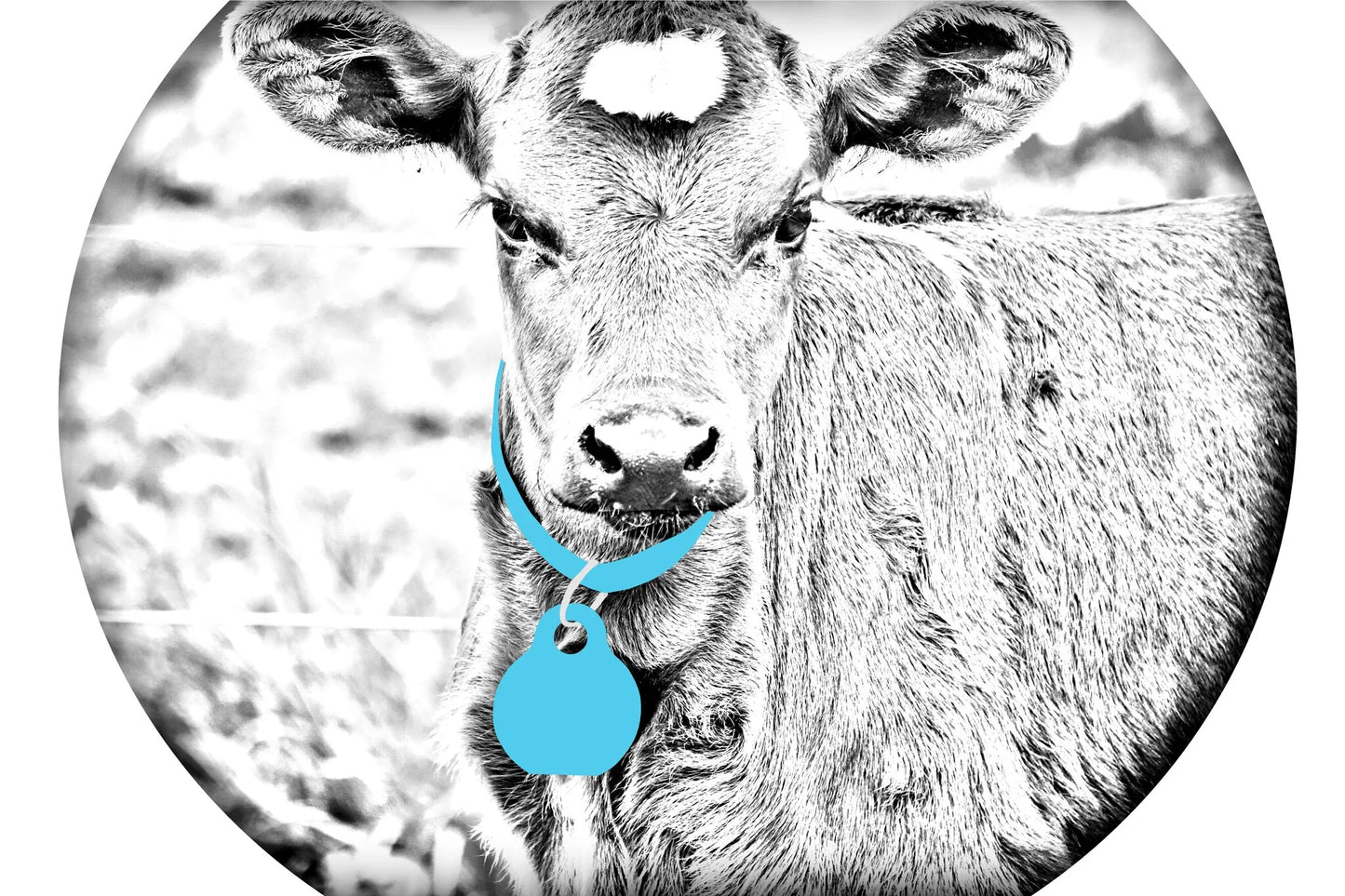Surrey Fields Calving Collar (Blue) 11-20