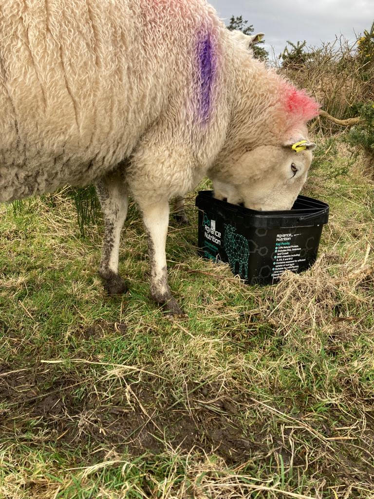 sheep high energy buckets