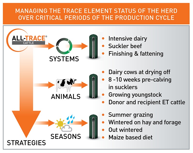 ALL TRACE CATTLE image B when to use diagram web FINAL NEW NOV 2020 0