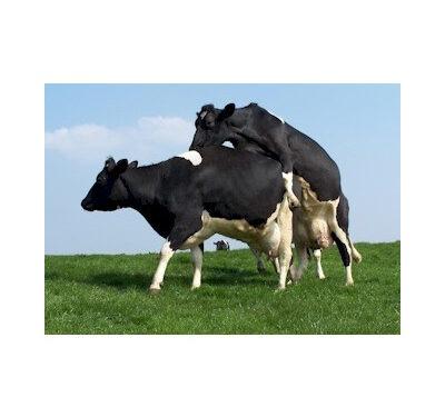 Bulling cows|Animal Farmacy