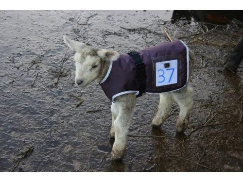 Cosy Lamb Jacket | Animal Farmacy