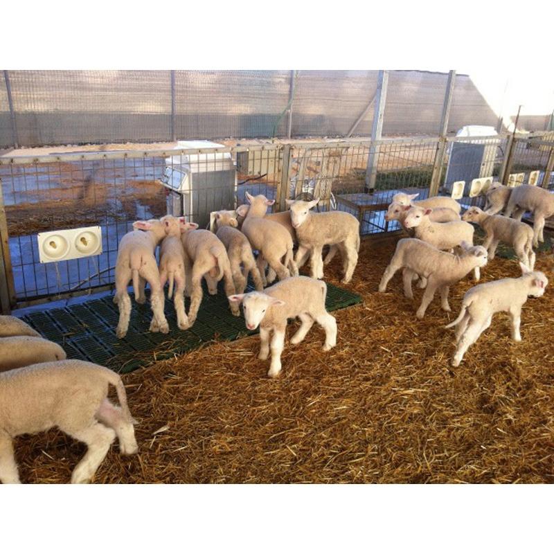 Lamb|Animal Farmacy