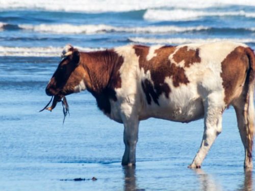 Seaweed|Animal Farmacy