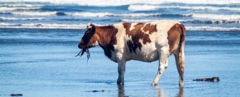 Seaweed|Animal Farmacy