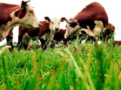 DLF Grass Seed|Animal Farmacy