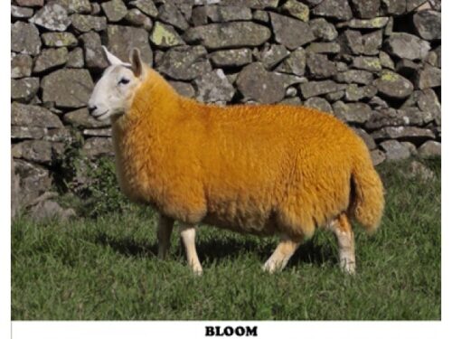 Cheviot Sheep Colouring